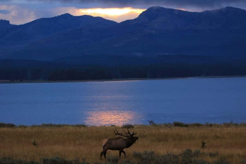 Privately Guided Safari at Sunset from West Yellowstone - Explore Yellowstone Wildlife at Sunset with Private Guidance