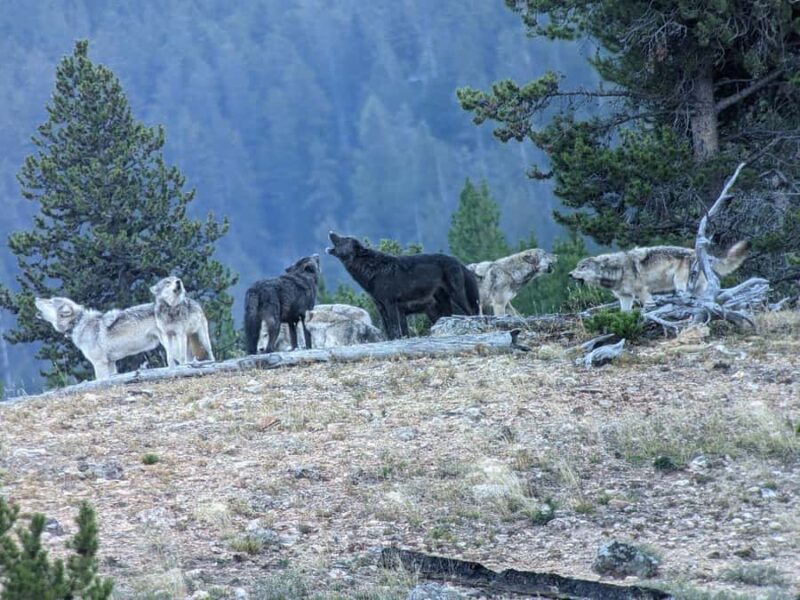 Privately Guided Safari at Sunset from West Yellowstone - Key Points