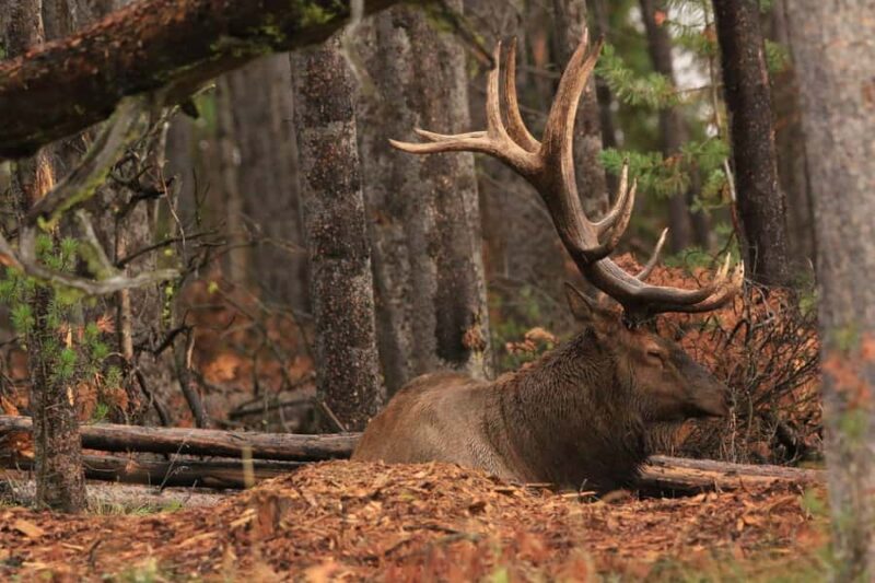 Privately Guided Safari at Sunset from West Yellowstone - Yellowstone Hot Springs and Geysers Along the Route