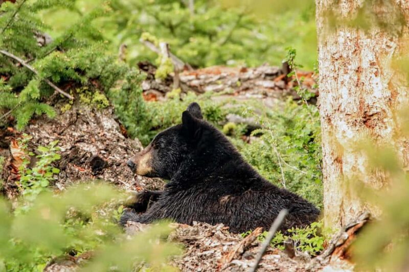 Privately Guided Safari at Sunset from West Yellowstone - Expert Guides and Personalized Attention