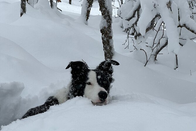 Privately Guided Snowshoe Experience - Expert Guides Who Focus on Your Experience