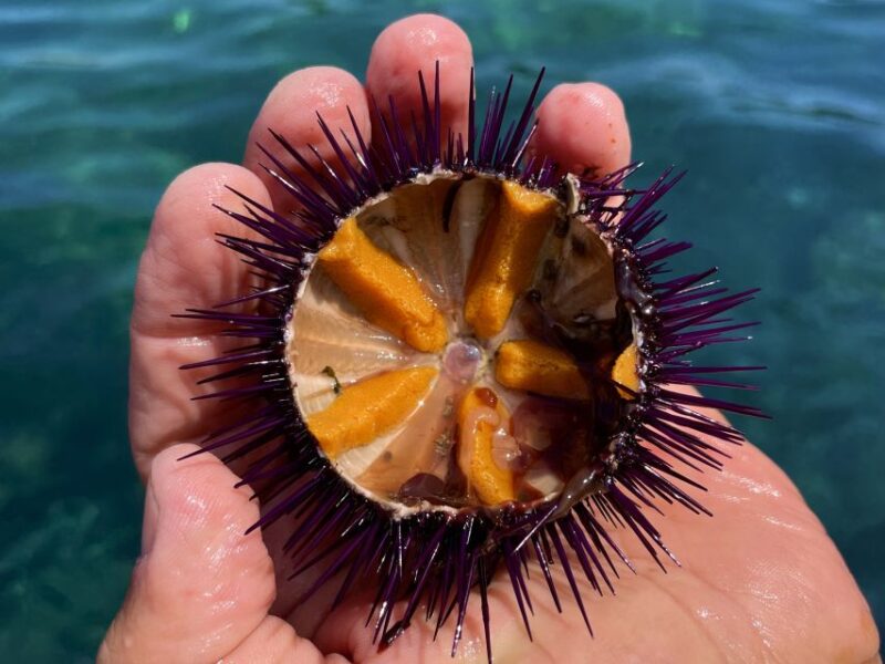 Procida: Boat Tour with Swimming Stops and Underwater Photos - Who Will Appreciate This Tour Most