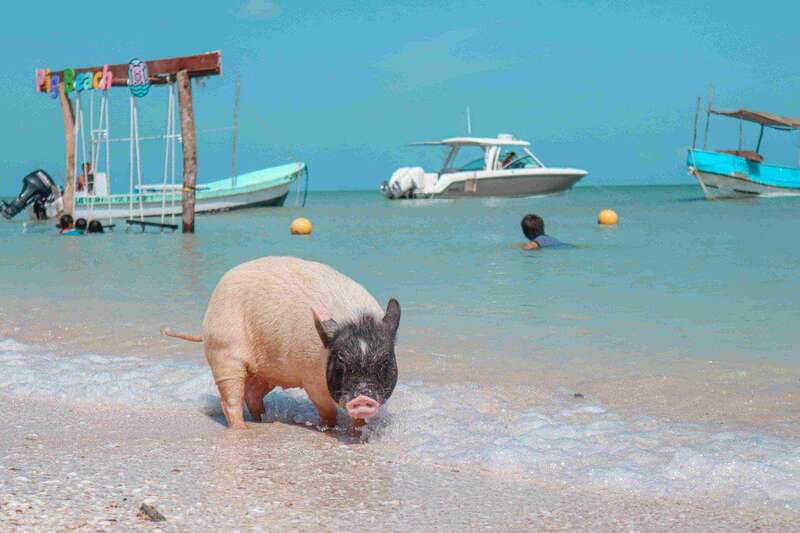 Progreso: Isla Columpios and Pig Beach Club Day Pass - Relaxing at Pig Beach and Meeting Rescued Pigs