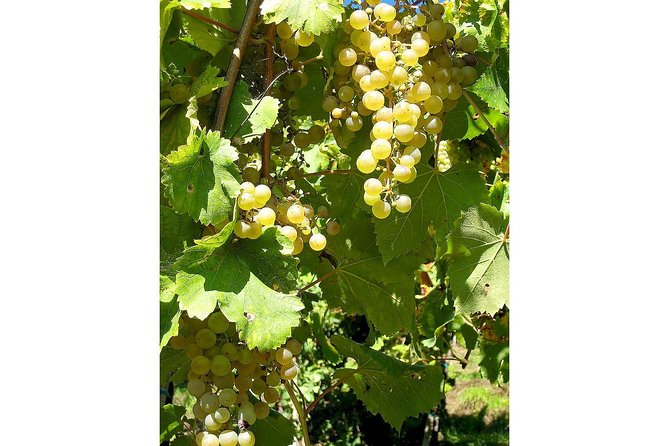 Prosecco and Cheese Tasting. From Venice. Full day - Practical Tips and What to Expect