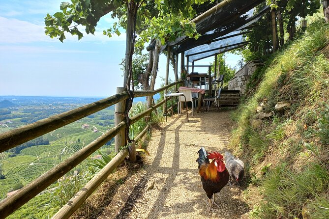 Prosecco hills wine and food tour from Venice and Treviso - Prosecco Tasting and Toast in the Vineyards