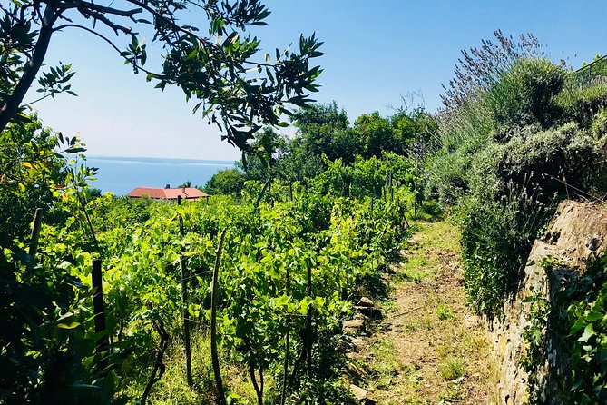 Prosecco Origins Wine Experience - Scenic Views of the Gulf of Trieste and the Adriatic Sea
