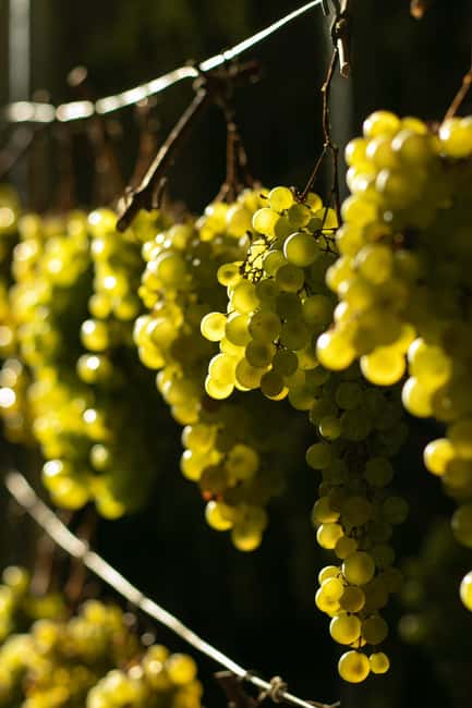 Prosecco tour in Valdobbiadene: Wine tasting and local products - Prosecco Tour in Valdobbiadene: Wine Tasting and Local Products