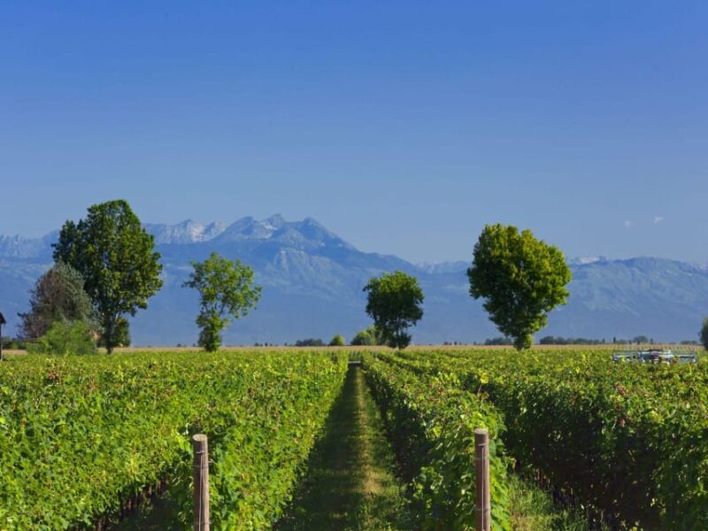 Prosecco Winery Tasting with Food Pairing near Venice - Value and Booking Options