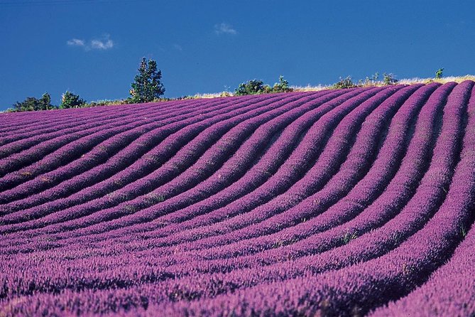Provence and Lavender - private & Guided Full Day Tour - Practical Details: Meeting Points, Booking, and Accessibility