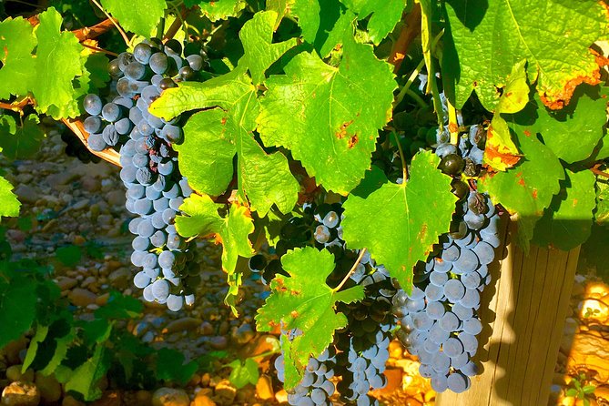 Provence Cru Wine Small-Group Half-Day Tour from Avignon - Transportation and Comfort