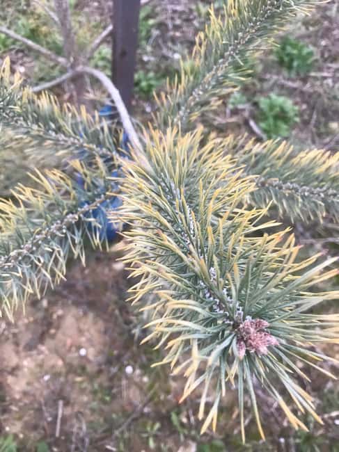 Provence: Mushroom Hunting with Outdoor Breakfast - What Happens During the Mushroom Hunt in Provence Forests