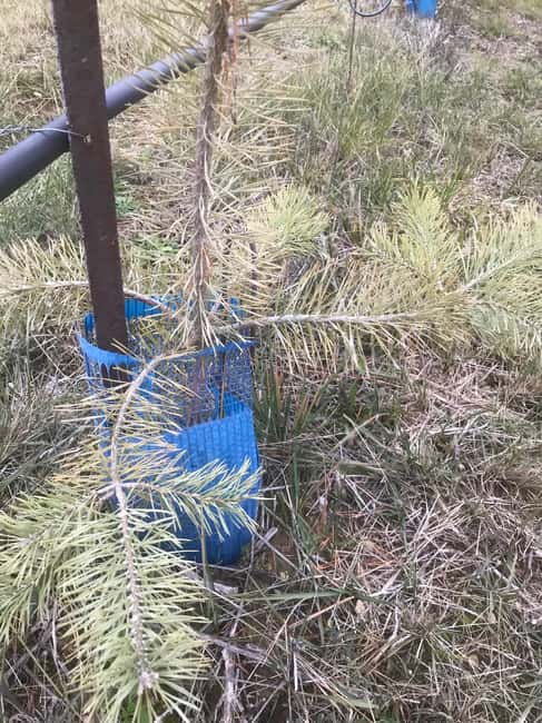 Provence: Mushroom Hunting with Outdoor Breakfast - Relaxing in the Provençal Forest Atmosphere