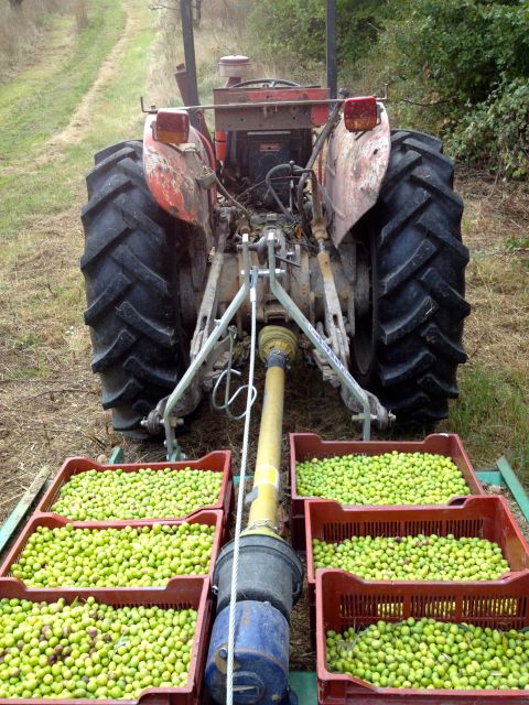 Provence Olive Harvest - Discover the Authentic Provence Olive Harvest Experience