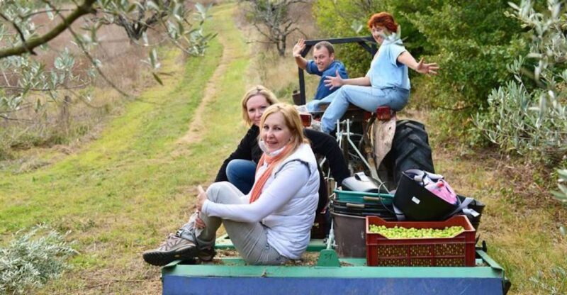 Provence Olive Harvest - Engaging Itinerary with a Rich Mix of Activities