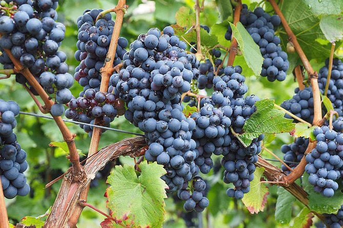 Provence Organic Wine Tasting Half Day Tour from Nice - The Value of a Guided Wine Tasting in Provence