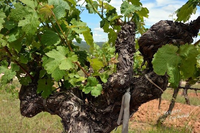 Provence Private Full Day Wine Tour with Wine Tasting - Visiting Iconic Wineries: Chateau St Martin and Font du Broc