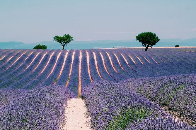 Provence, Vineyards and Lavender Fields Private Day Trip - Provence, Vineyards and Lavender Fields Private Day Trip: A Closer Look