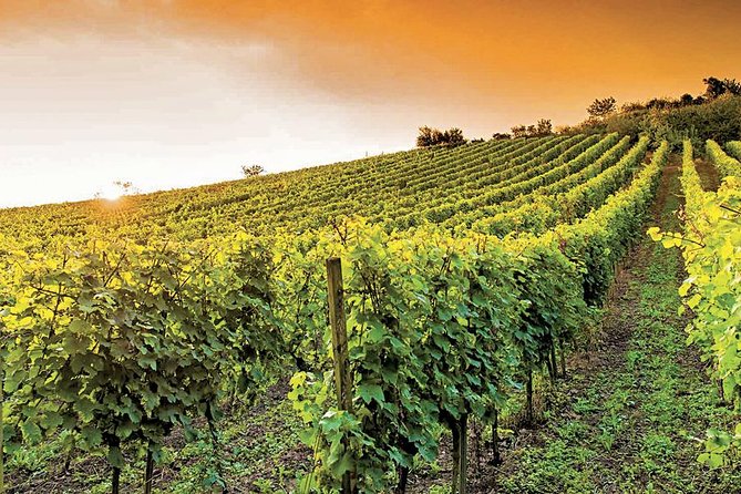 provence wine tasting - Exploring Château Sainte Roseline and Its Millennia-Old Soil