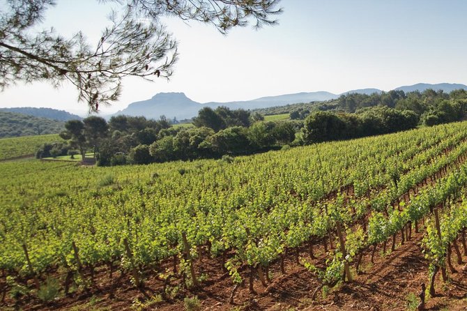 Provence Wine Tour - Private Day Tour from Nice - Tasting Wines and Food Options During the Tour