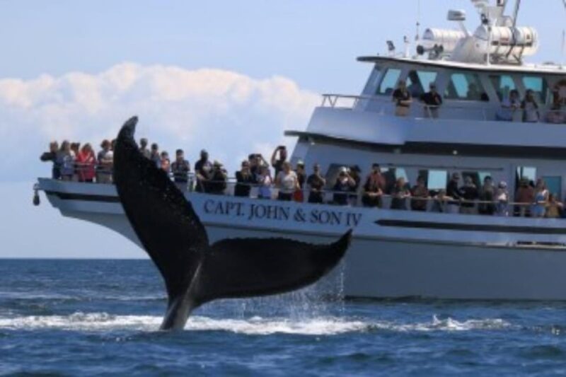 Provincetown: Whale Watching Cruise - What Sets This Tour Apart from Others