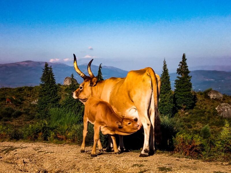 Prozelo: Buggy Tour - Key Points