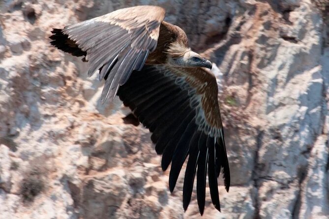 PUBLIC 5,5h Plavnik Island Half-day Boat Trip - Key Points