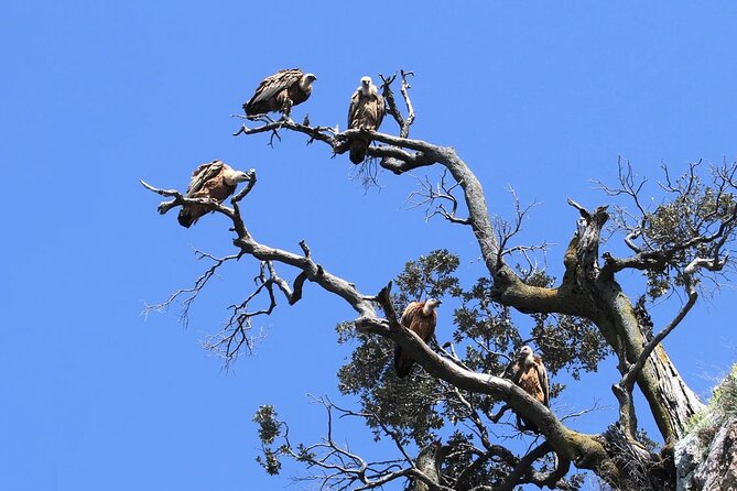 PUBLIC 5,5h Plavnik Island Half-day Boat Trip - Swimming and Snorkeling in Uncrowded Bays and Caves