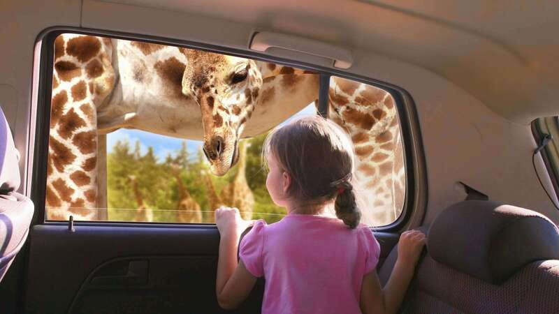 Puebla Africam Safari Park, Live an Unforgettable Adventure! - Key Points
