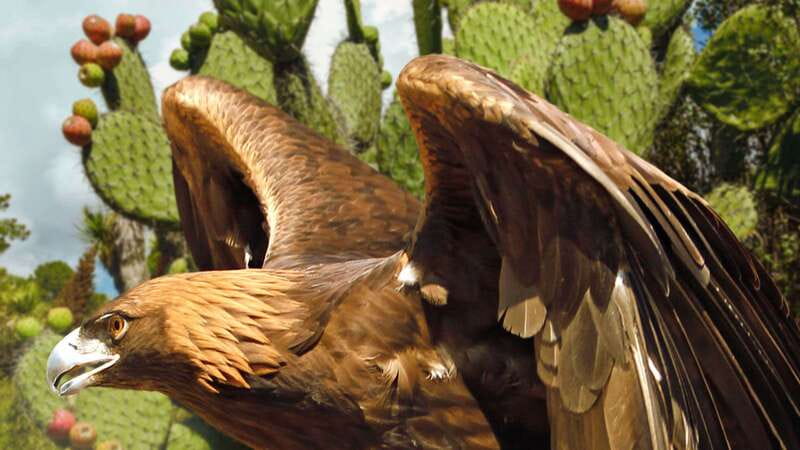 Puebla Africam Safari Park, Live an Unforgettable Adventure! - The Guided Safari Tour: What to Expect