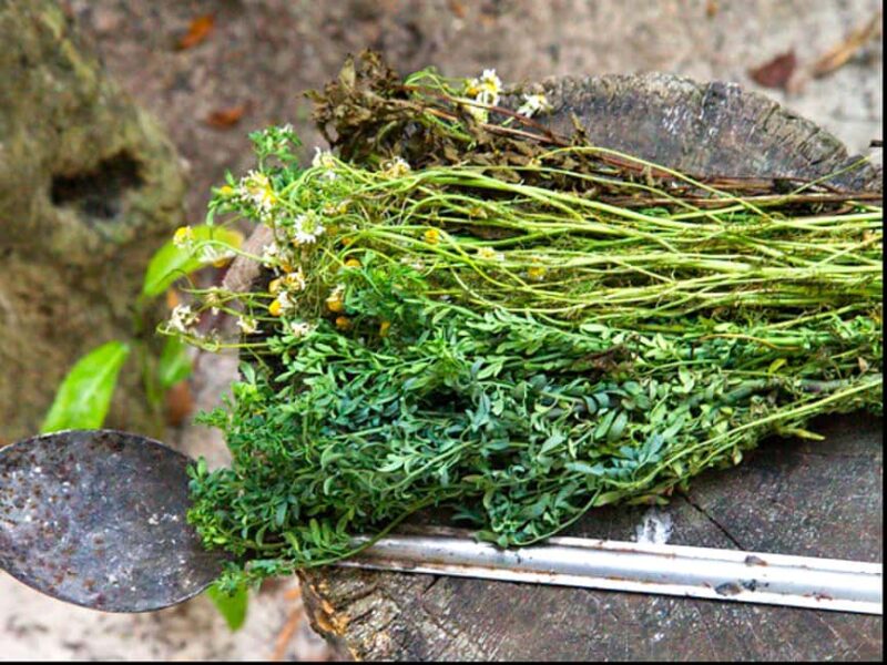 Puebla: Ancestral Aztec Temazcal steam bath ceremony - Guidance from a Specialist in Ethno-Medicine