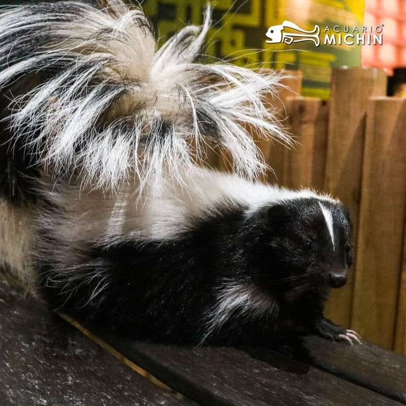 Puebla: Ticket to Aquarium Michin - Exciting Extreme Sports and Outdoor Entertainment