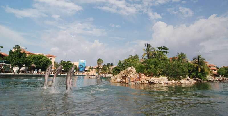 Puerto Aventuras: Dolphin Encounter with Buffet Lunch - Learning About Dolphins from Expert Guides