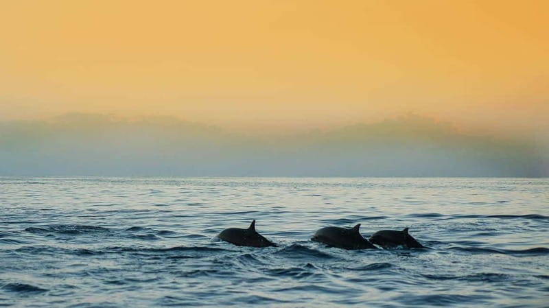 Puerto Banús: Floky Boat Cruise with Snorkeling & Paddle SUP - Dolphins and Marine Wildlife Encounters