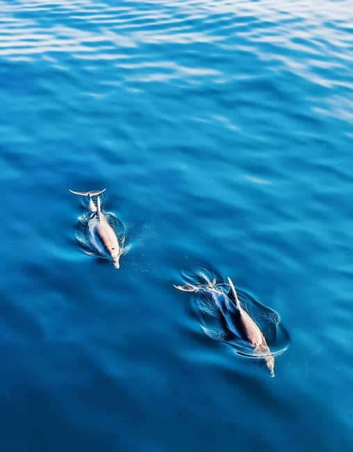 Puerto Banús: Floky Boat Cruise with Snorkeling & Paddle SUP - Catering and Refreshments: Drinks and Beverages Included