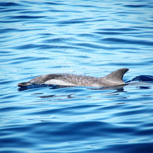 Puerto Colon : Whale & Dolphins Sailing Excursion - Snorkeling at Diego Hernández Beach: A Secluded Oasis