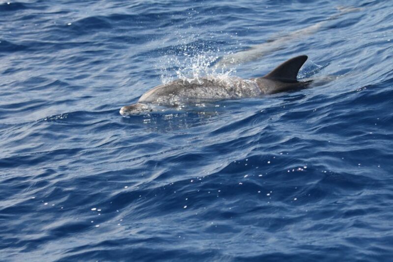 Puerto Colon : Whale & Dolphins Sailing Excursion - Tasting Canarian Cuisine on Board