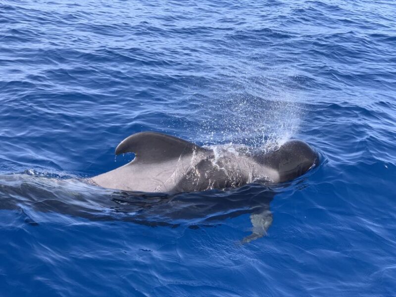 Puerto Colon : Whale & Dolphins Sailing Excursion - Wildlife Encounters: What You’re Most Likely to See