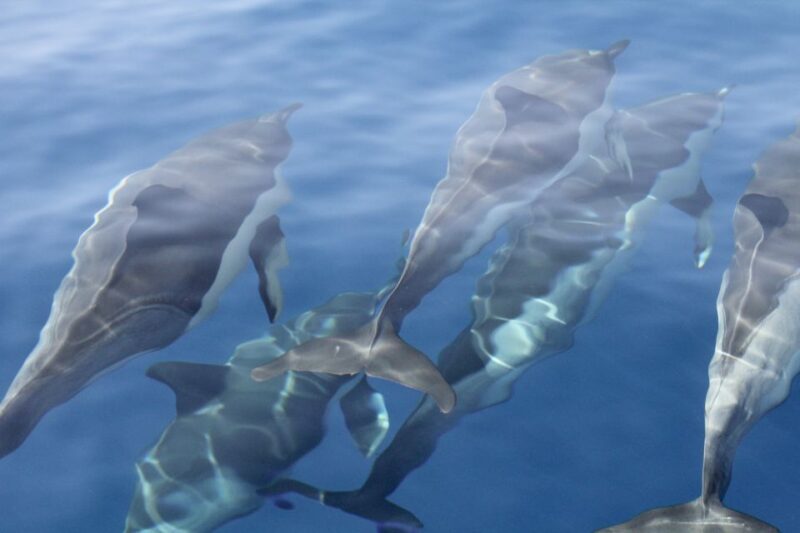 Puerto Colon : Whale & Dolphins Sailing Excursion - Why This Tour Stands Out from Similar Offers