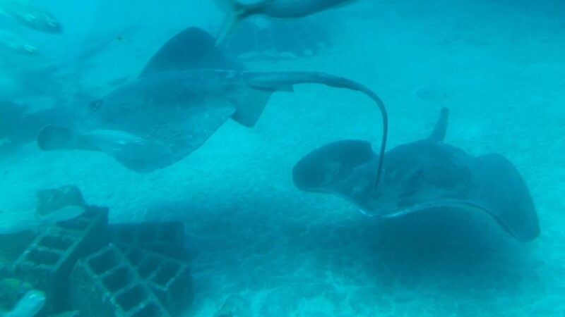 Puerto de la Cruz: Submarine Trip and Beach Stop in Tenerife - Marine Life You Can Expect to See