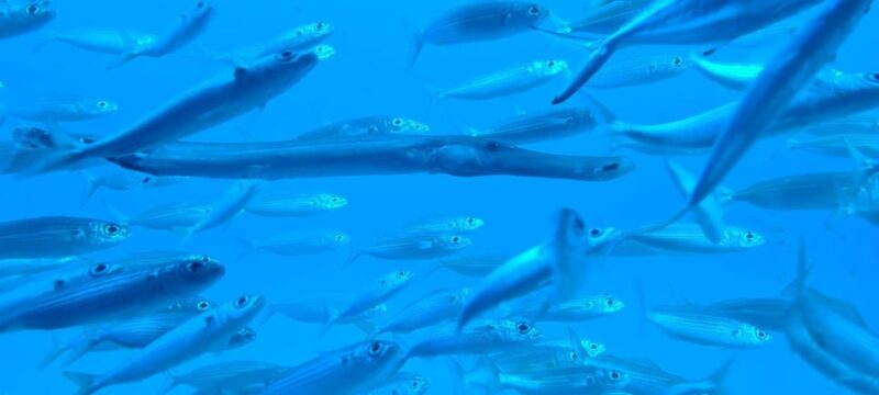 Puerto de la Cruz: Submarine Trip and Beach Stop in Tenerife - The Submarine Safari Experience