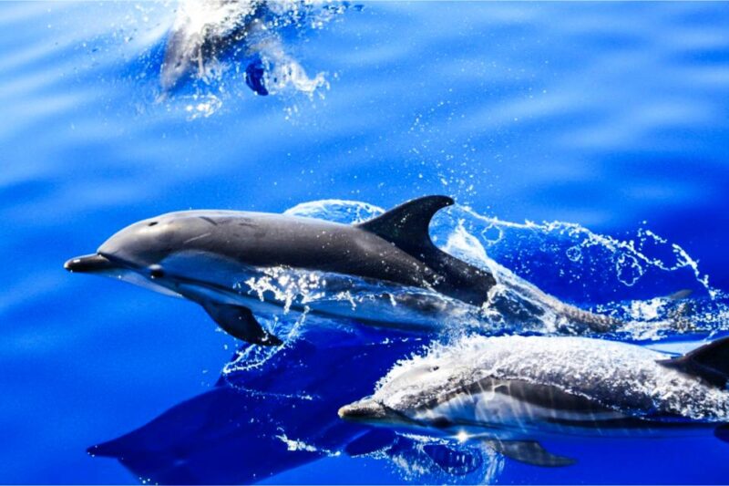 Puerto del Carmen: Dolphin-Watching Speedboat Tour with Swim - The Speedboat "Biosfera Jet" and Its Close-to-Water Design