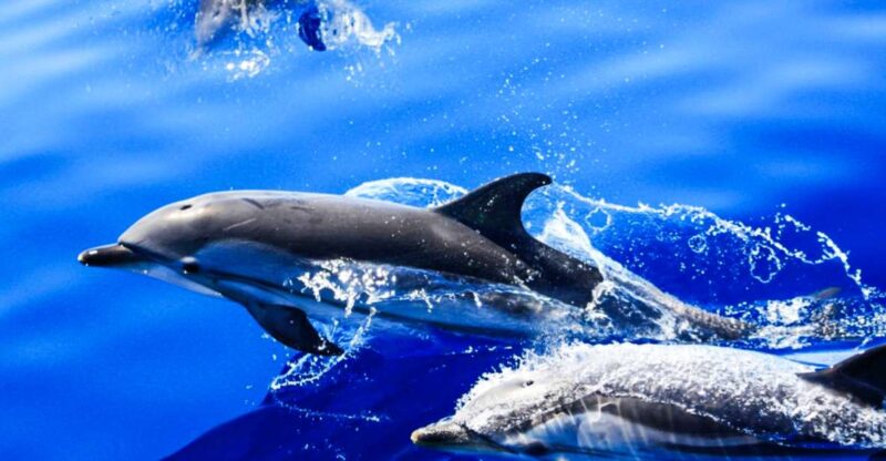 Puerto del Carmen: Dolphin-Watching Speedboat Tour with Swim - Searching for Dolphins and Whales in the Atlantic