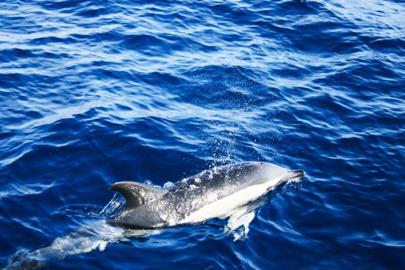 Puerto del Carmen: Dolphin-Watching Speedboat Tour with Swim - Additional Highlights: Views and Atmosphere on the Boat