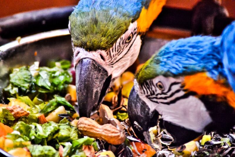 Puerto del Carmen: Rancho Texas Lanzarote Park Entry Ticket - The Indian Village and Reptilarium Highlights