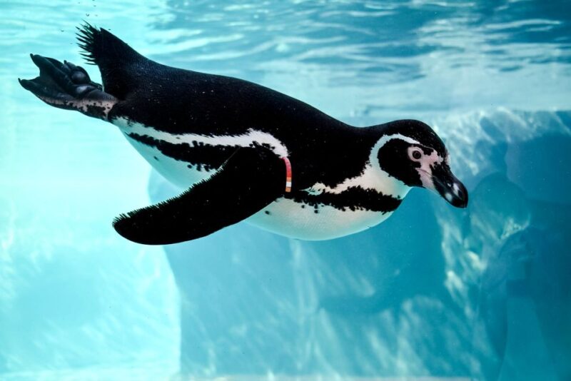 Puerto del Carmen: Rancho Texas Lanzarote Park Entry Ticket - Practical Information and Accessibility Tips