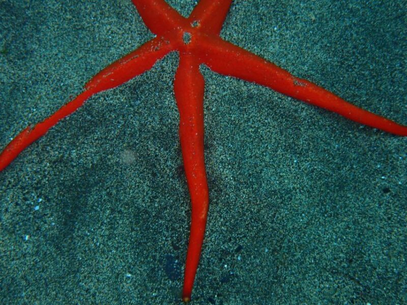 Puerto del Carmen: Snorkeling Trip with Dive Instructor - Satisfying Post-Snorkel Treats and Social Moments