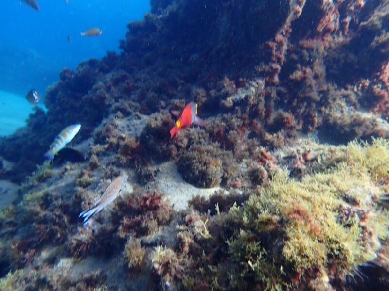 Puerto del Carmen: Snorkeling Trip with Dive Instructor - What Marine Life Can You Expect to See?