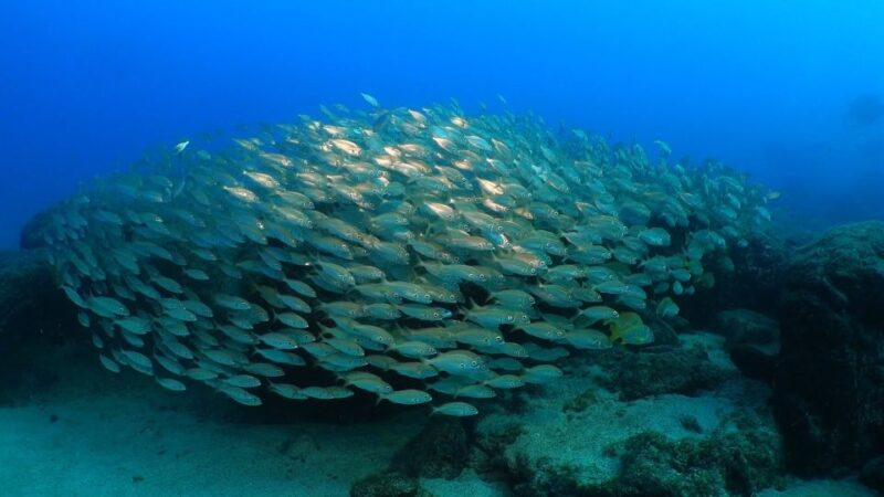 Puerto del Carmen: Snorkeling Trip with Dive Instructor - Suitable for a Wide Range of Visitors