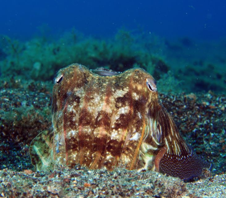 Puerto del Carmen: Try Scuba Diving  1 Dive for Beginners - Discover the Joy of First-Time Scuba Diving in Lanzarote