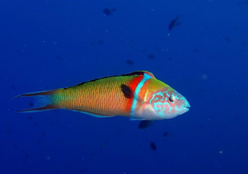 Puerto del Carmen: Try Scuba Diving  1 Dive for Beginners - Post-Dive Debrief and Certification